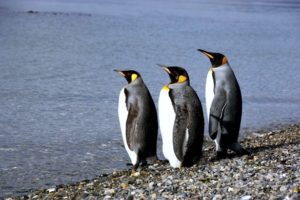 Pinguinos en Ushuaia
