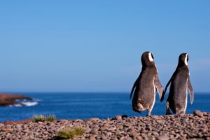 Pinguinos en puerto madryn
