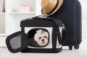 Small dog maltese sitting in his transporter or bag and waiting for a trip